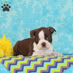 Jimmy, Boston Terrier Puppy